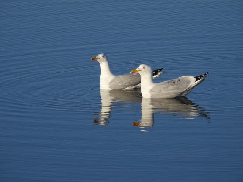 Photo Oiseaux Goéland argenté