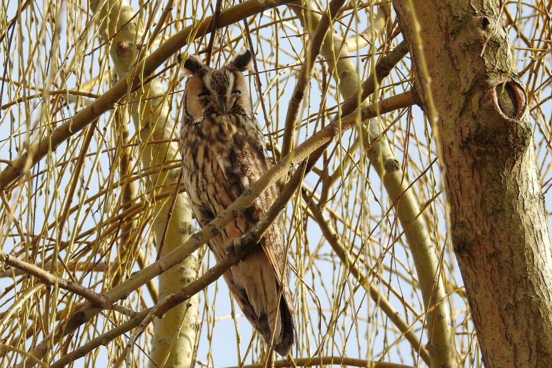 Photo Oiseaux Hibou moyen-duc (Asio otus)