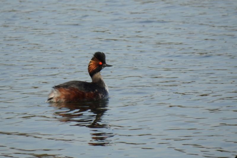 Photo Oiseaux grebe à cou noir