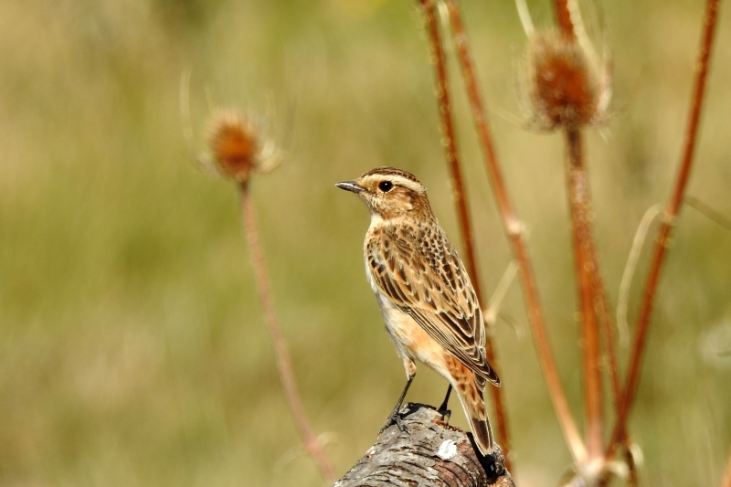 Photo Oiseaux Tarier des prés (Saxicola rubetra)