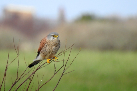 DSCN1462.JPG Faucon crécerelle (Falco tinnunculus)