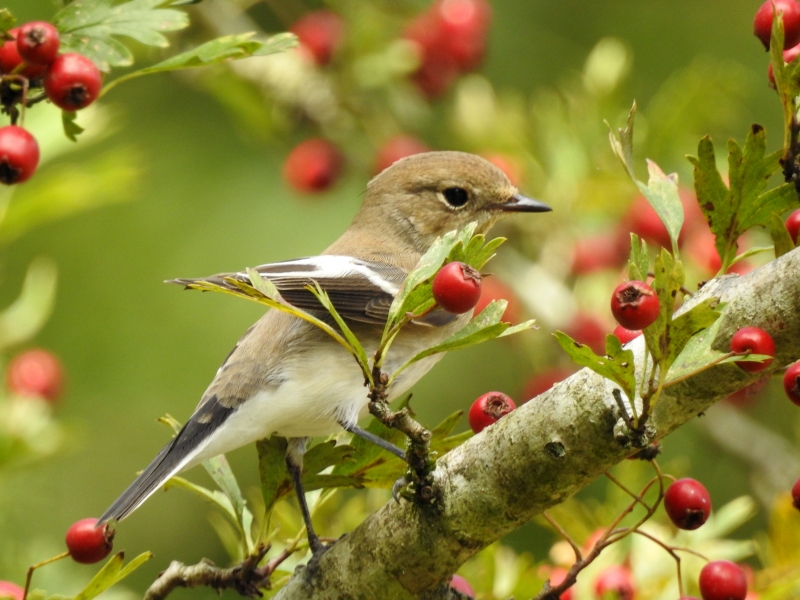 Photo Oiseaux Gobemouche noir (Ficedula hypoleuca)
