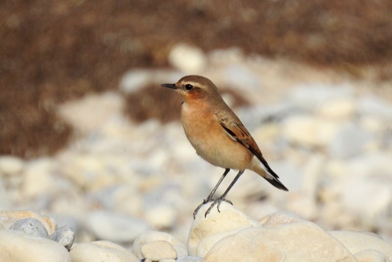 Photo Oiseaux Traquet motteux (Oenanthe oenanthe)