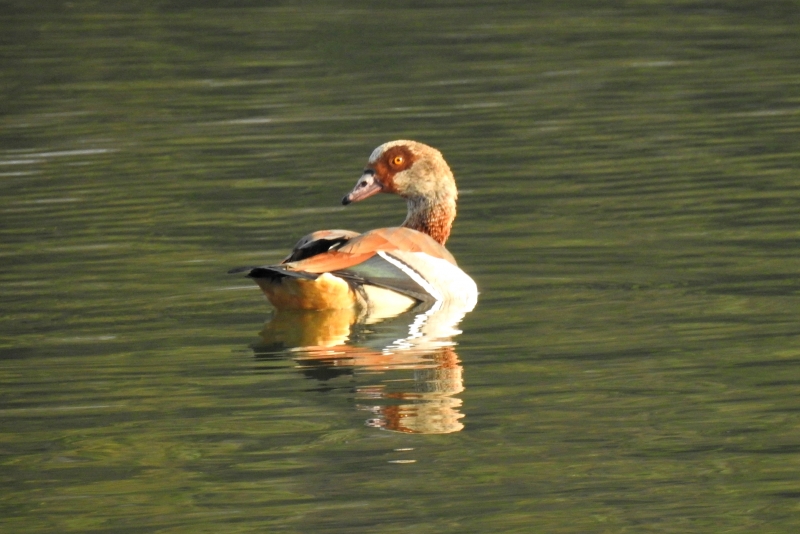 Photo Oiseaux Ouette d'Egypte