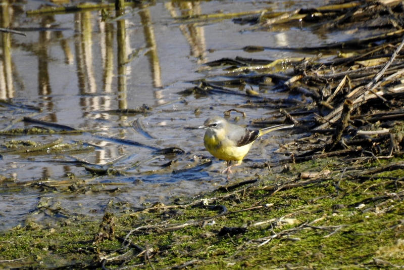 Photo Oiseaux Bergeronnette des ruisseaux (Motacilla cinerea)