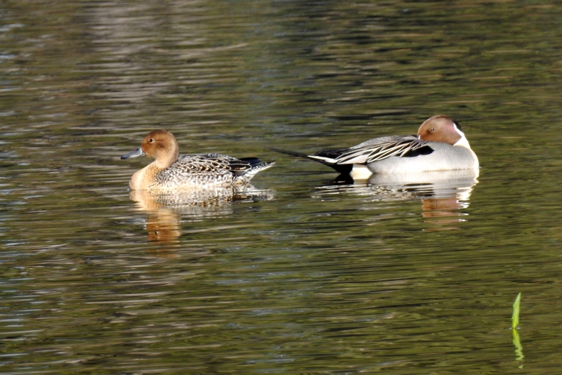 Photo Oiseaux Canard pilet