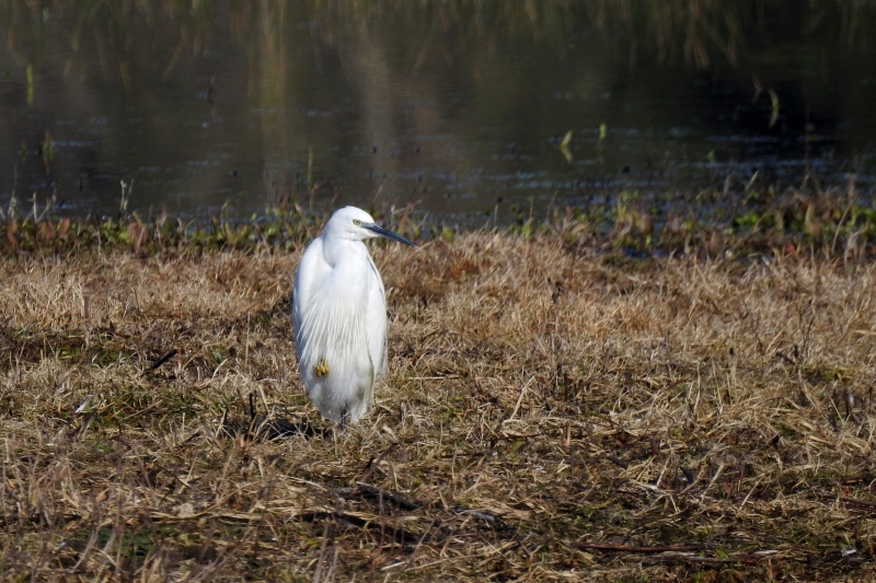 Photo Oiseaux Aigrette garzette