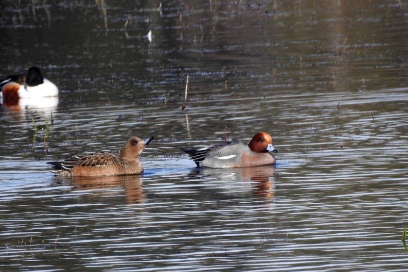 Photo Oiseaux Canard siffleur