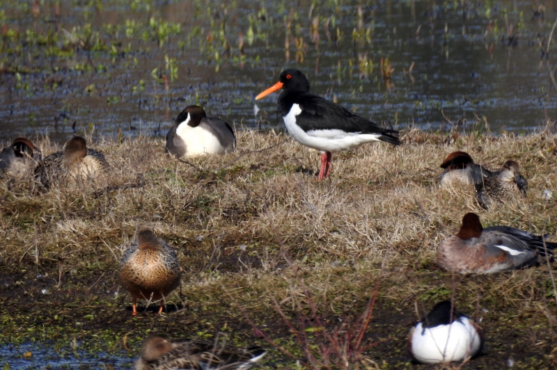 Photo Oiseaux huitrier pie