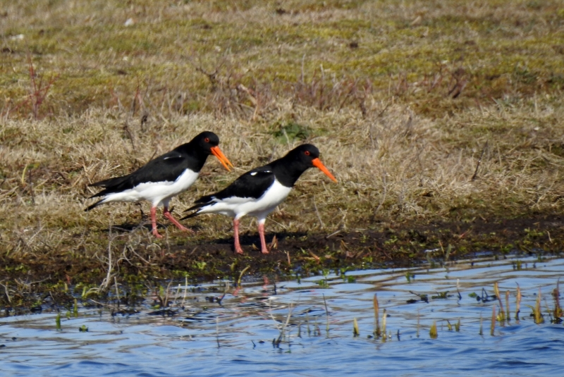 Photo Oiseaux huitrier pie