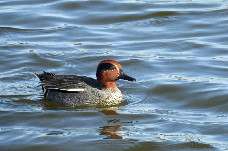 Photo Oiseaux Sarcelle d''hiver mâle