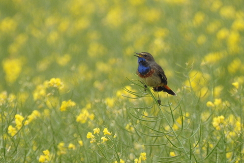 Photo Oiseaux Gorgebleue à miroir (Luscinia svecica)
