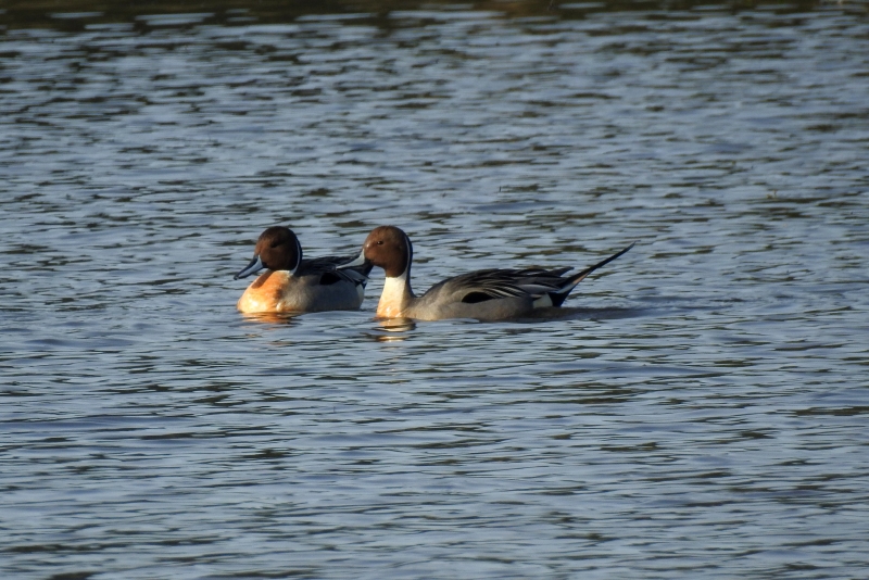 Photo Oiseaux Canard pilet