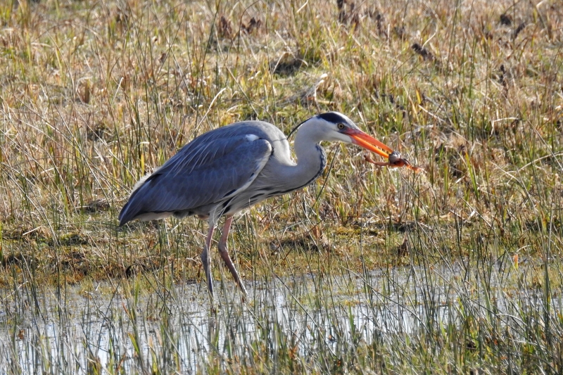 Photo Oiseaux Héron cendré