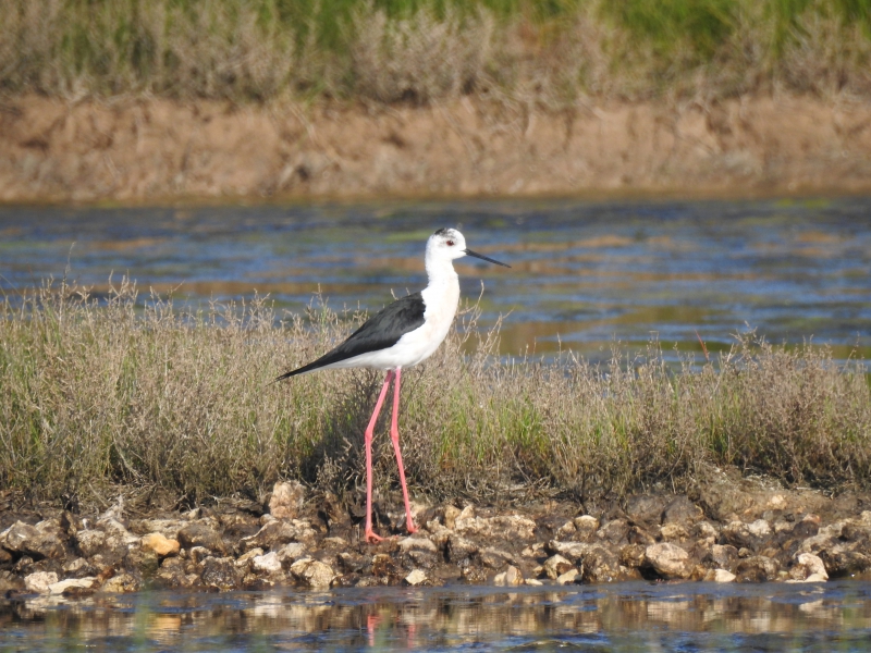 DSCN2399.JPG Echasse Blanche (Himantopus himantopus)