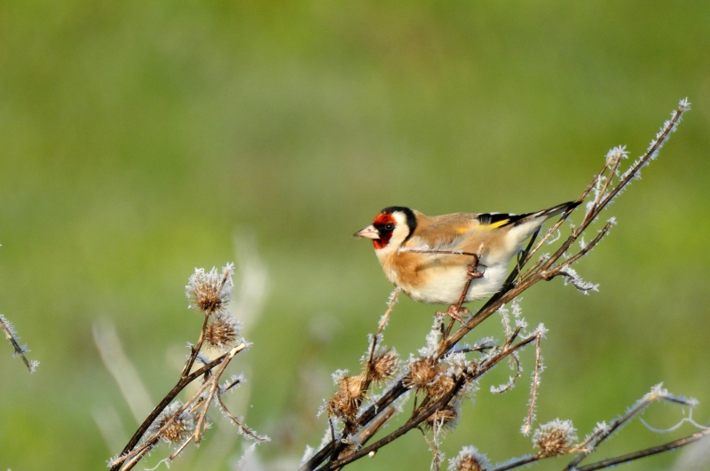 Photo Oiseaux Chardonneret élégant (Carduelis carduelis)