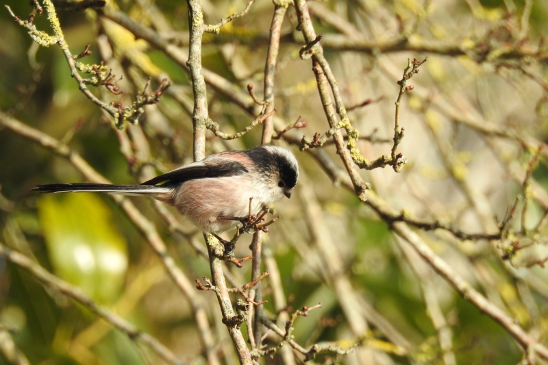 Photo Oiseaux Mésange à longue queue (Aegithalos caudatus)