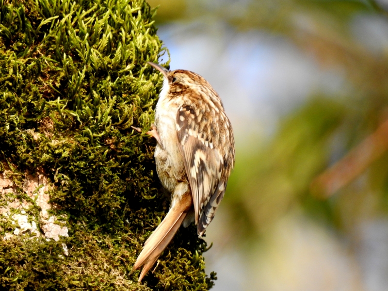 Photo Oiseaux Grimpereau des bois