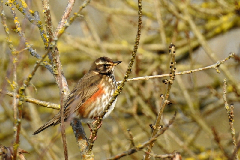 Photo Oiseaux Grive mauvis