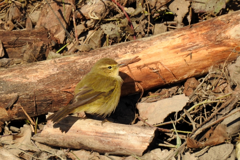 Photo Oiseaux Pouillot véloce (Phylloscopus collybita)