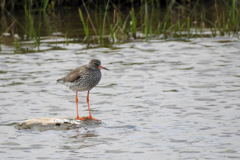 Photo Oiseaux Chevalier gambette (Tringa totanus)