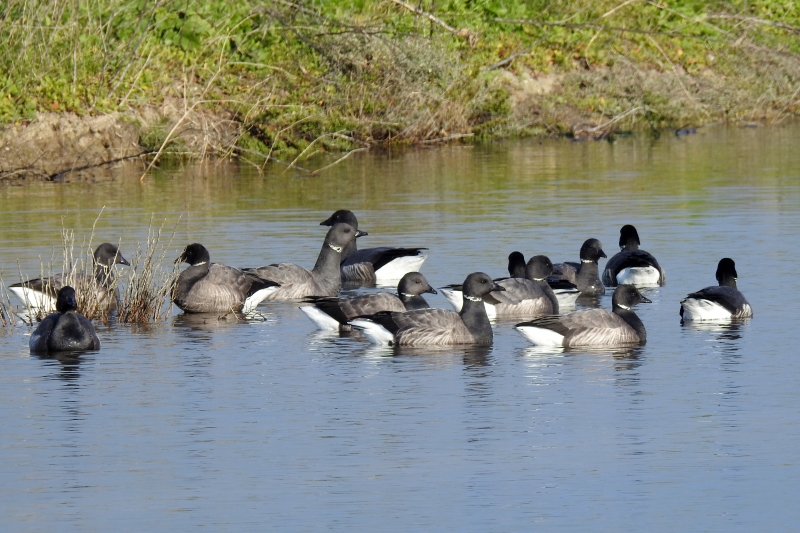 Photo Oiseaux Bernache cravant (Branta bernicla)