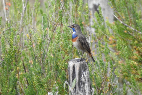Photo Oiseaux Gorge bleue