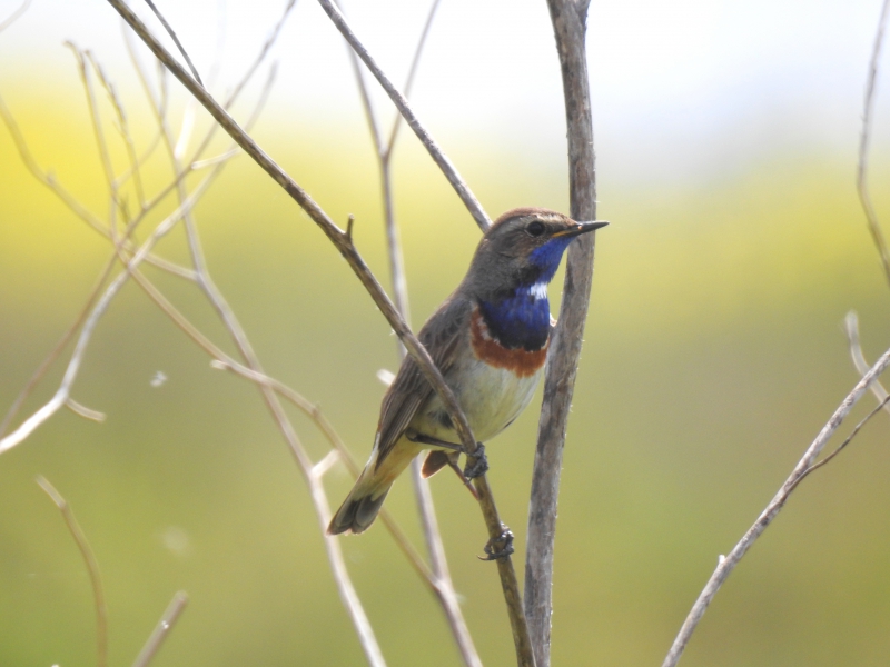 Photo Oiseaux Gorge bleue