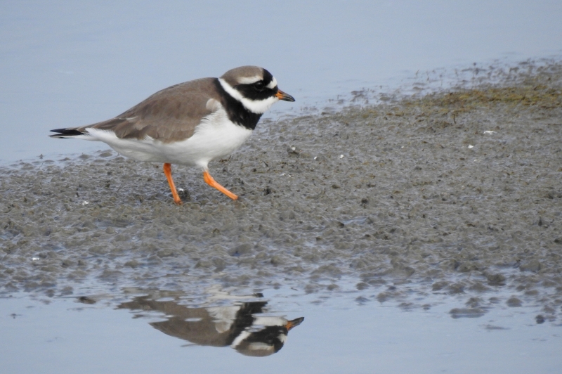 Photo Oiseaux Grand Gravelot