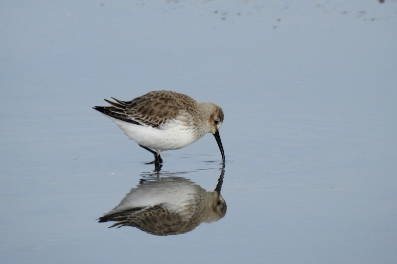 Photo Oiseaux Bécasseau variable (Calidris alpina)