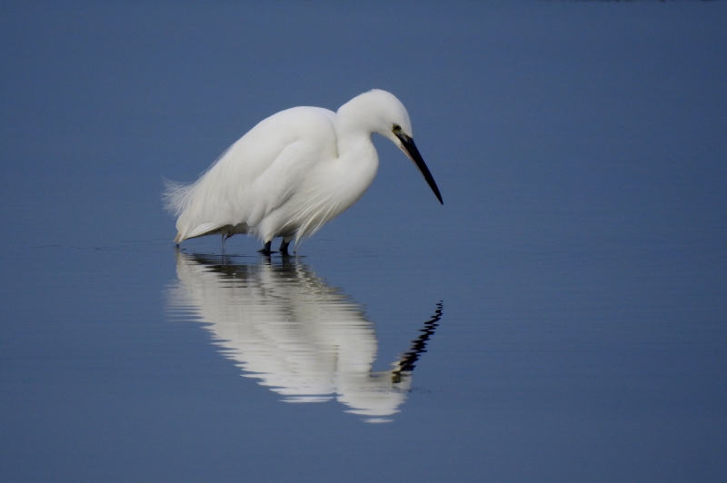 Photo Oiseaux Aigrette garzette (Egretta garzetta)