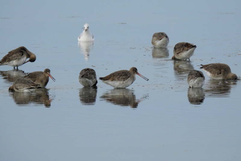 Photo Oiseaux Barge à queue noire (Limosa limosa)