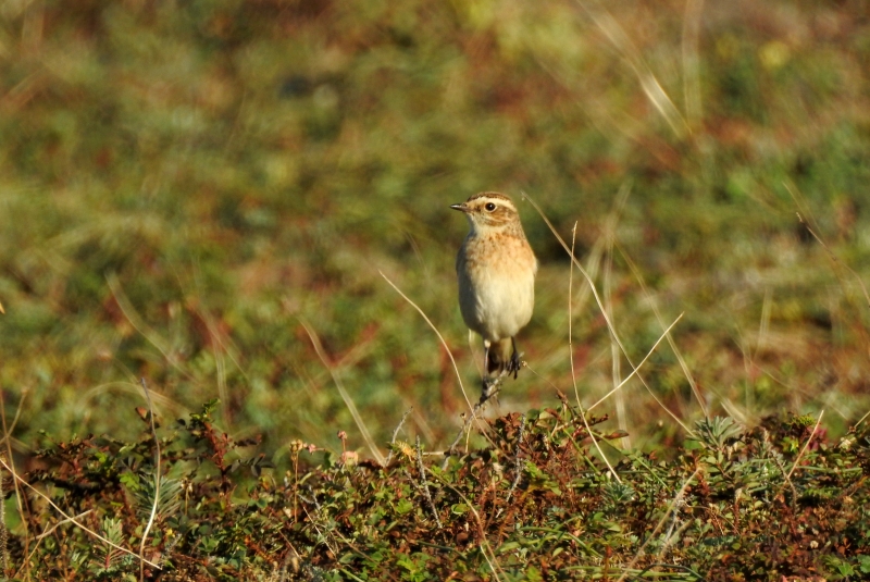 Photo Oiseaux Tarier des prés