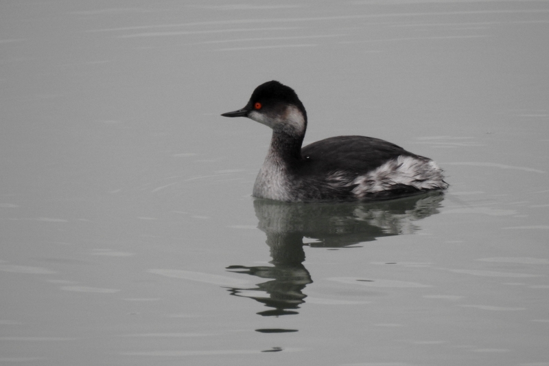 Photo Oiseaux Grèbe à cou noir (Podiceps nigricollis)