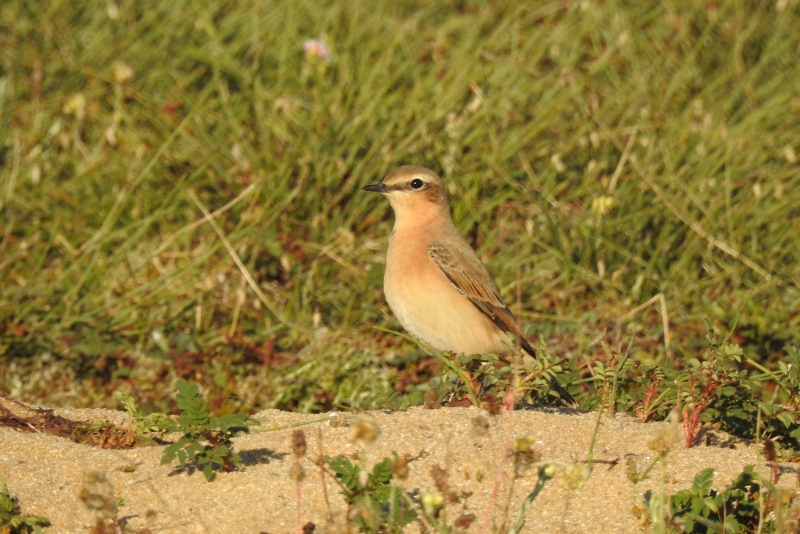 Photo Oiseaux traquet motteux