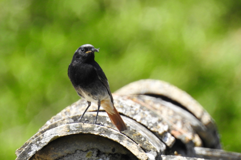 Photo Oiseaux Rouge-queue noir (Phoenicurus ochruros)