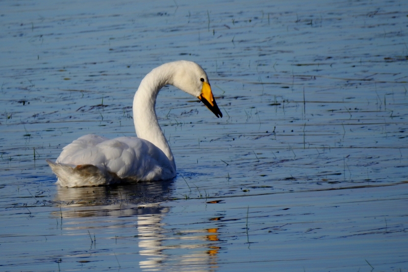 Photo Oiseaux cygne chanteur