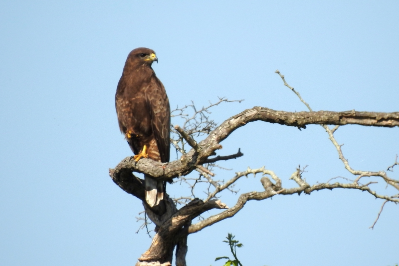 Photo Oiseaux Buse variable (Buteo Buteo)