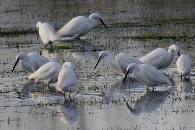 Photo Oiseaux Aigrette garzette