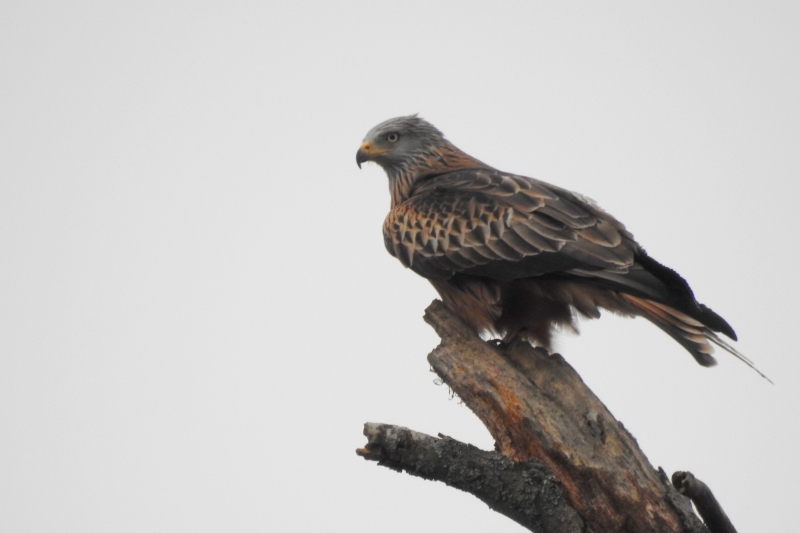 Photo Oiseaux Milan royal (Milvus milvus)