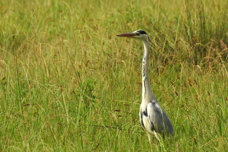 Photo Oiseaux Héron cendré
