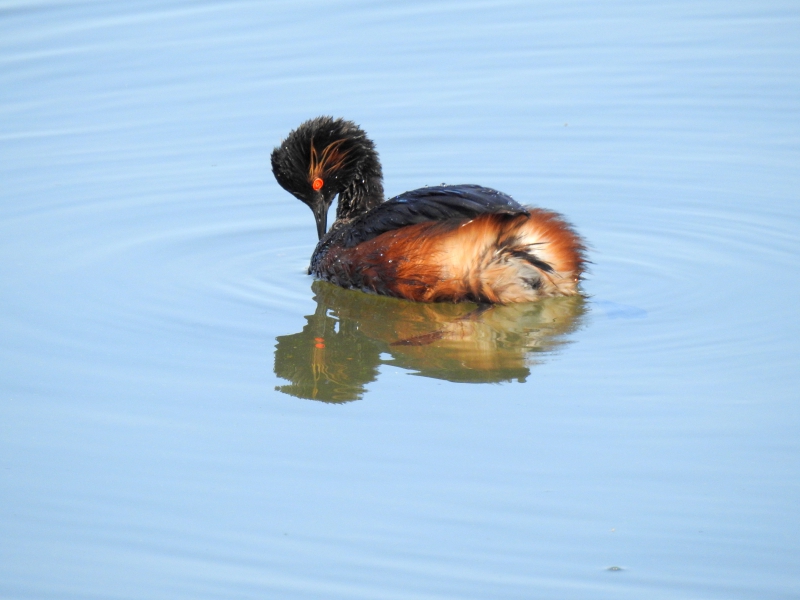 Photo Oiseaux grebe à cou noir