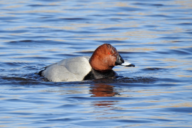 Photo Oiseaux Fuligule milouin (Aythya ferina)