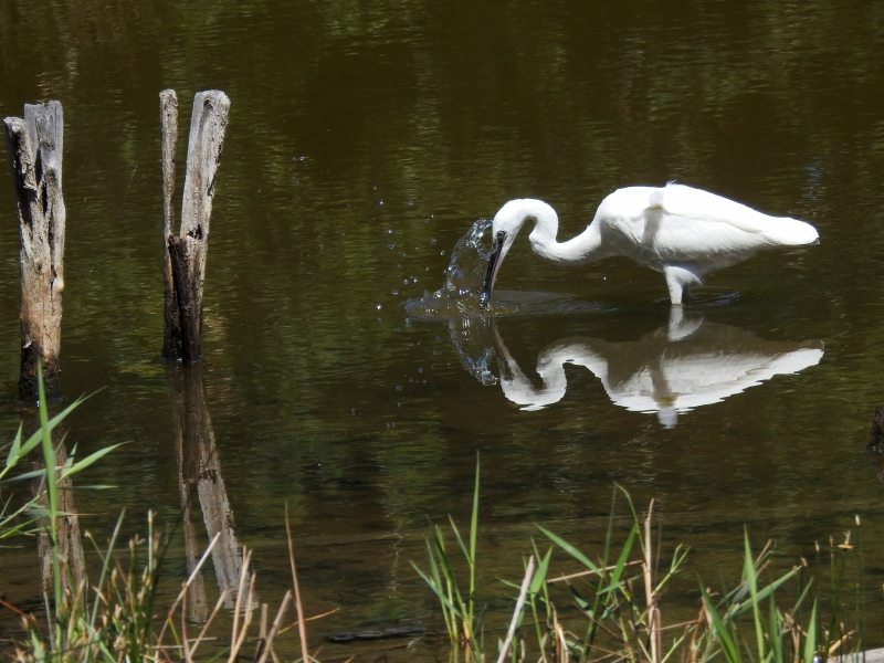 Photo Oiseaux Aigrette garzette