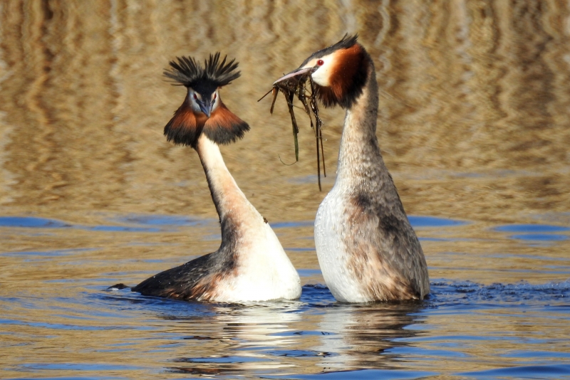 Photo Oiseaux Grèbes huppé en parade