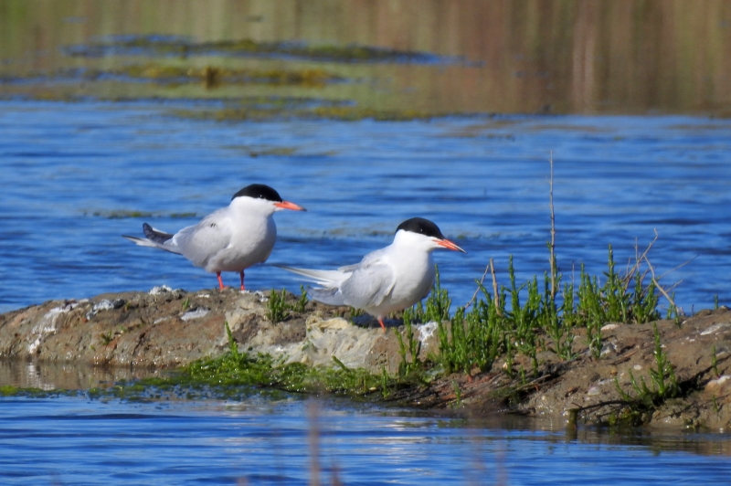 Photo Oiseaux Sterne pierre-garin (Sterna hirundo)