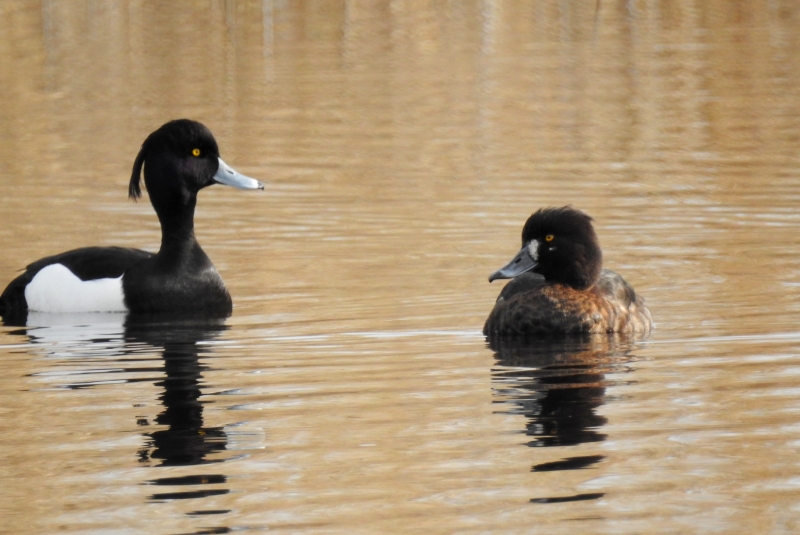 Photo Oiseaux Fuligules morillon couple
