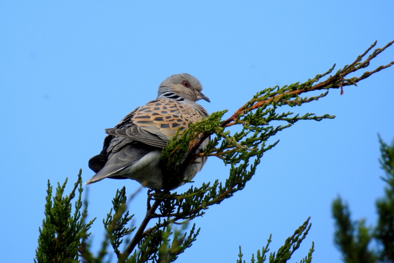 Photo Oiseaux Tourterelle des bois (Streptopelia turtur)