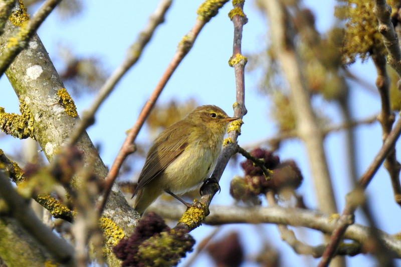Photo Oiseaux Pouillot véloce