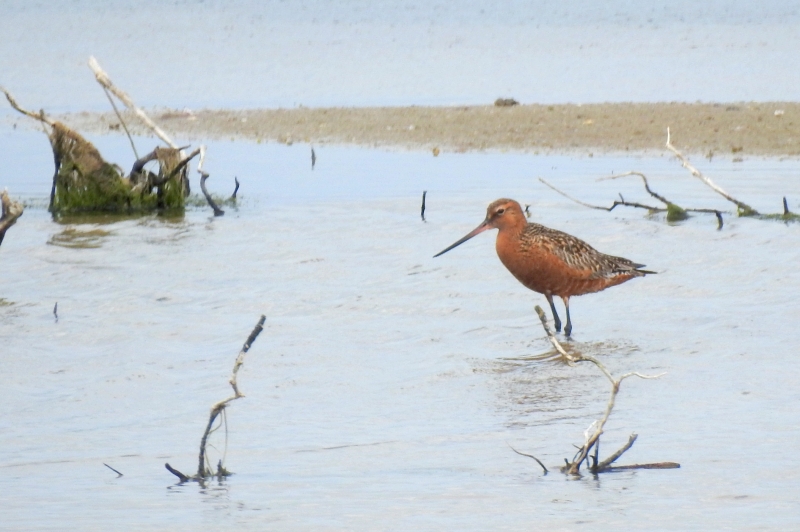 Photo Oiseaux barge rousse